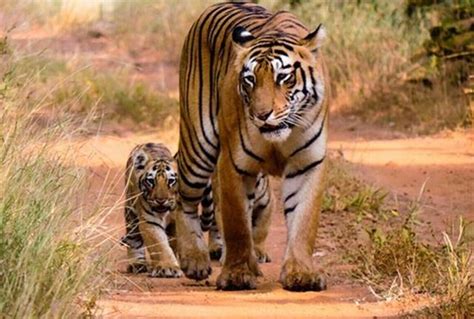 Tourist Places To Visit In Tadoba Tiger Reserve (2024)