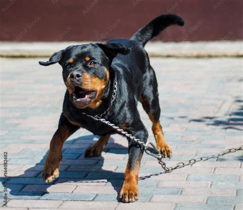 angry dog Rottweiler Stock Photo | Adobe Stock