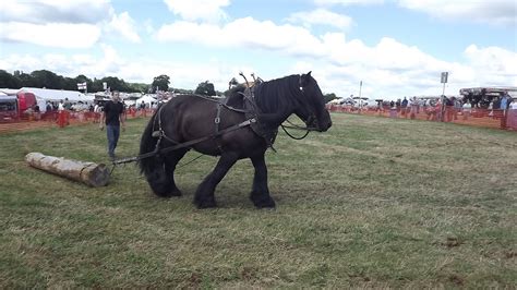 Plants, insects and animals: Brabant heavy horse