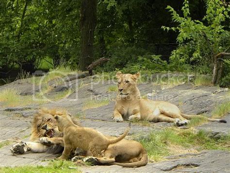 The New Lion Cubs at the Bronx Zoo