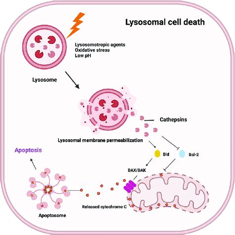 Mechanism of lysosomal cell death. This figure illustrates lysosomal... | Download Scientific ...