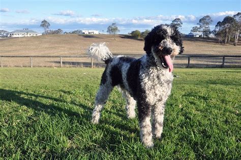 Schnoodle Size Guide: Toy, Mini, Medium, or Giant?