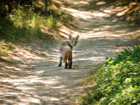 Capturing Cowell with a Camera: Wildlife Photos from the Santa Cruz Mountains | Santa Cruz, CA Patch