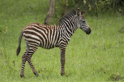 Zebra Foal Photograph by Gordon Longmead