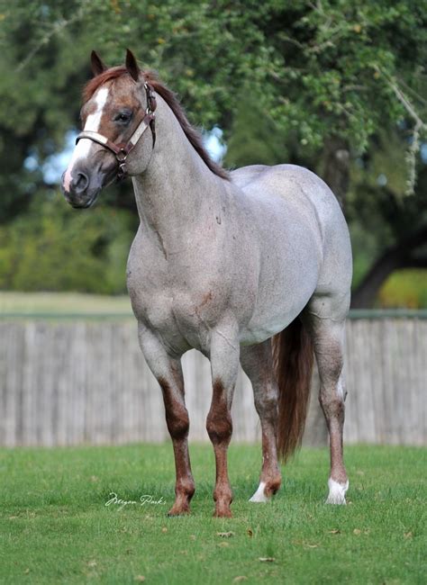 Quarter Horses - King Ranch