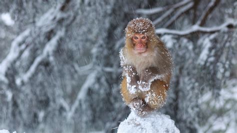 Snow Covered Monkey – Bing Wallpaper Download