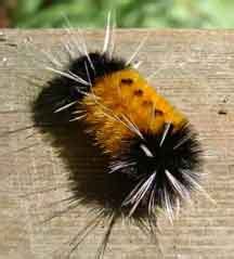 Spotted Tussock Moth Caterpillar - What's That Bug?