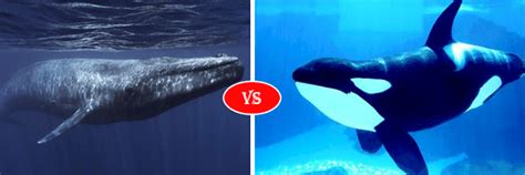 Blue Whale Vs Orca Killer Whale fight comparison- who will win?