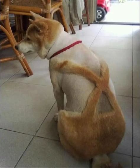 Top 13 Hilarious Bad Dog Haircuts that have Gone Wrong | Glamorous Dogs