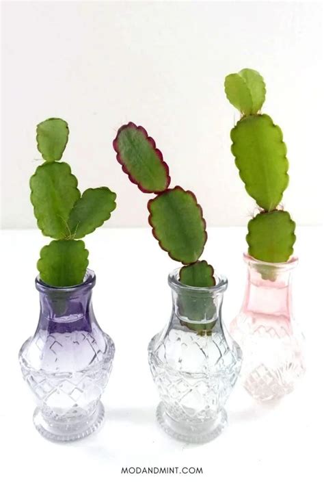 3 Ways How to Propagate Your Easter Cactus