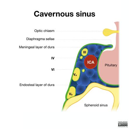 Cavernous Sinus Structures