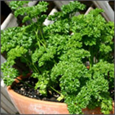 How to Grow Parsley Indoors