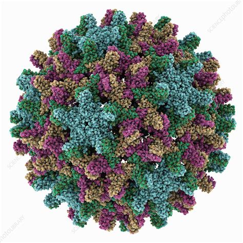 Hepatitis B virus capsid, molecular model - Stock Image - C054/8484 - Science Photo Library