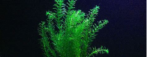 Egeria densa - What Do You Need To Know? | MyAquarium