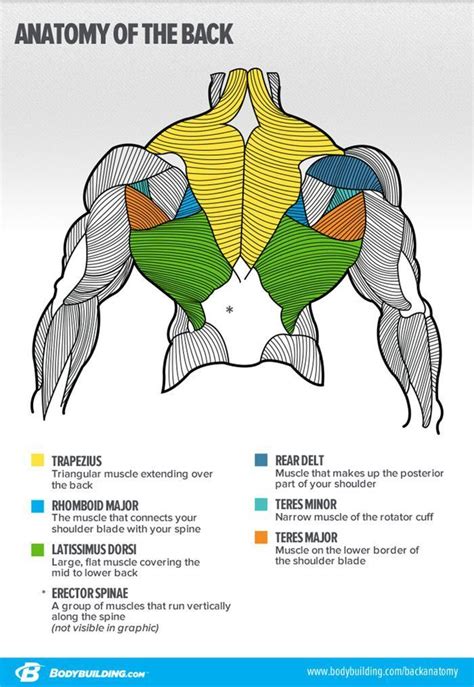 Anatomy of the Back #fitnesshealth | Muscle anatomy, Anatomy, Body anatomy