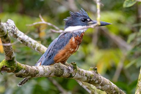 Ringed Kingfisher | Audubon Field Guide