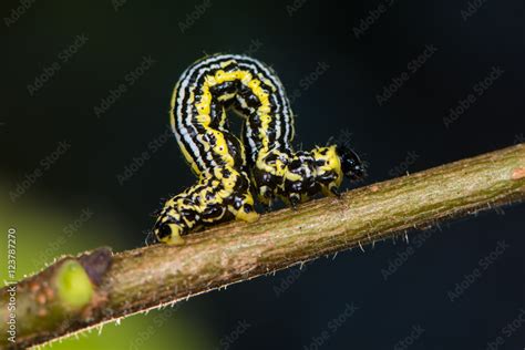 Clouded magpie moth (Abraxas sylvata) caterpillar. Distinctive black ...