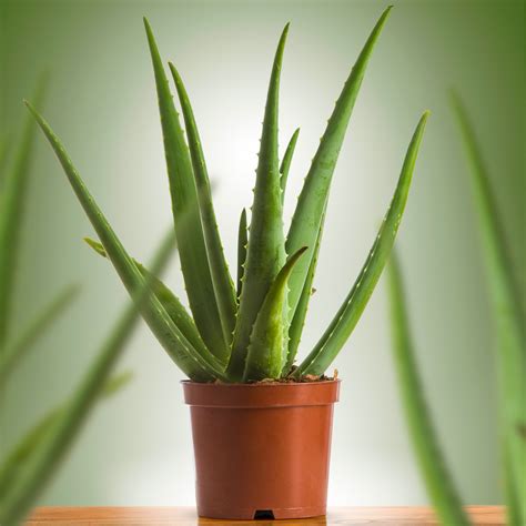 Aloe Vera Indoor Air-Purifying Succulent Houseplant 25-35cm with Pot 5059442010554 | eBay