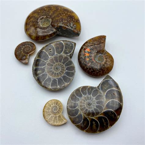 Ammonite | Mini Museum