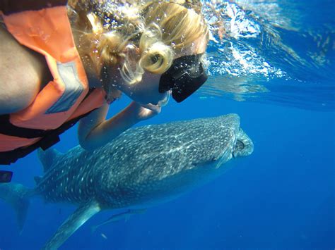 Cancun Whale Shark Snorkeling Tour - Captain Whale Shark