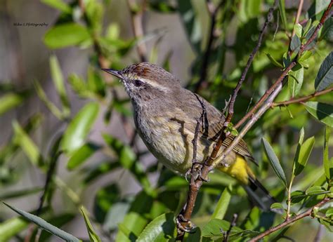 Palm warbler | Thanks for the visits, faves and comments its… | Flickr