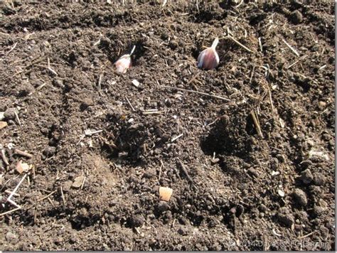 Garlic Planting 2014 : Dave's Square Foot Garden