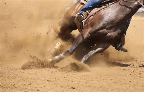 Horse Health: Common & Historical Horse Liniment Ingredients and Their Functions - Arenus