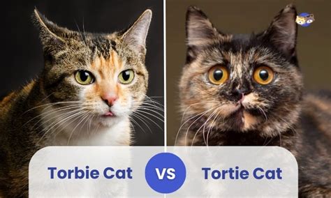 A Guide to Telling Torbies from Torties