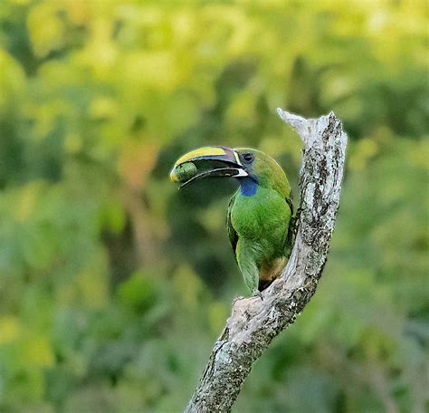 Northern Emerald Toucanet | BirdForum