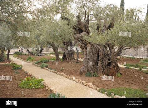 Mount of olives and garden of gethsemane hi-res stock photography and ...