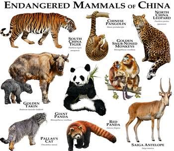 Endangered Mammals of China by Roger Hall