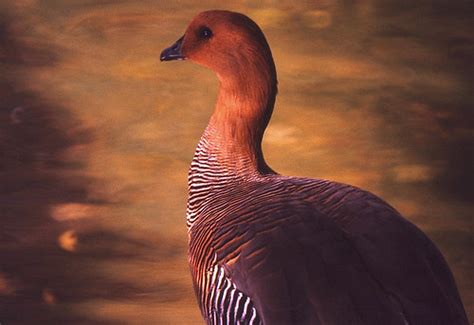 Upland Goose (Chloephaga picta) female ... | Parc Montsouris… | Flickr