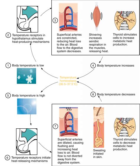 Homeostasis Diagram Temperature