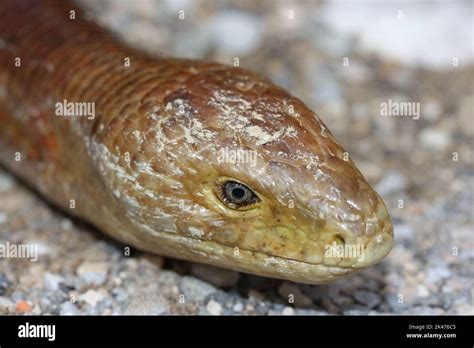 The sheltopusik, Pallas' glass lizard, European legless lizard (Pseudopus apodus) head detail in ...
