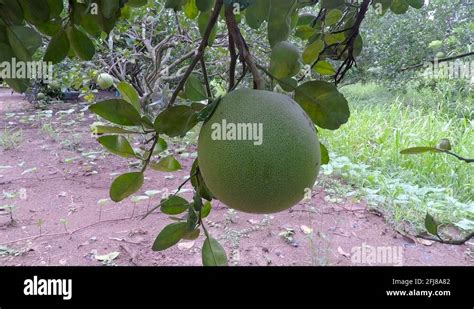 Thailand pomelo farm Stock Videos & Footage - HD and 4K Video Clips - Alamy