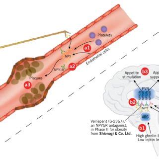 Figure . Neuropeptide Y in atherosclerosis and obesity. shah et al ...