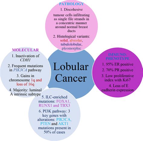 Frontiers | Lobular Breast Cancer: A Review