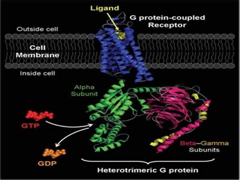 Drug receptors in pharmacology