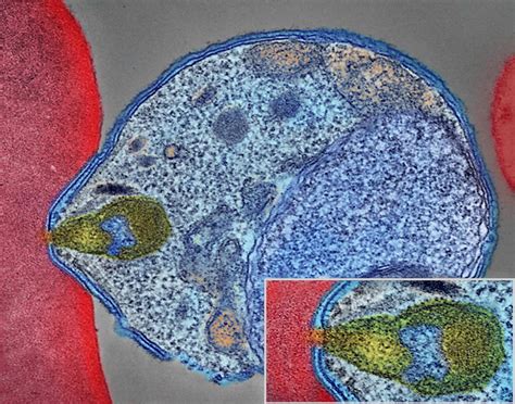 Malaria Parasite Connecting to Human Red Blood Cell | Flickr