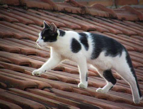 A White and Black Cat with Green Eyes Stock Image - Image of hair, happy: 179677941