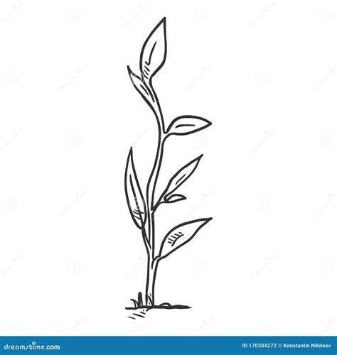 Vector Sketch Stem stock vector. Illustration of growth - 170304272