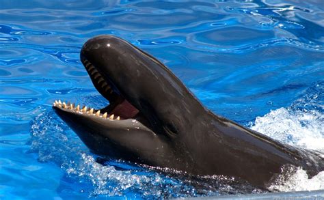 The Pompous Porpoise and the Wallflower Whale: A SeaWorld Saga