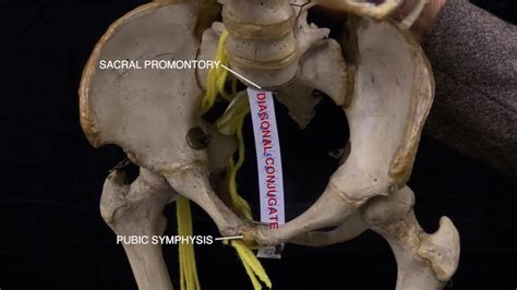 Pelvis Introductory Discussion - Guided Anatomy