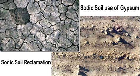 Getting to the Bottom of Sodic Soil & its Impacts on Soil Health