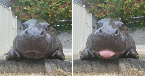 53 Baby Hippos That Will Make Everything Better | Bored Panda