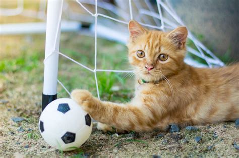 Kittens Playing Soccer / Cat Football High Res Stock Images ...