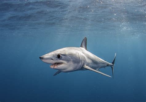 Shortfin Mako Shark: the World's Ultimate Hunter (Updated 2023)