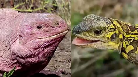 Critically Endangered Pink Iguana Babies Found in the Galápagos