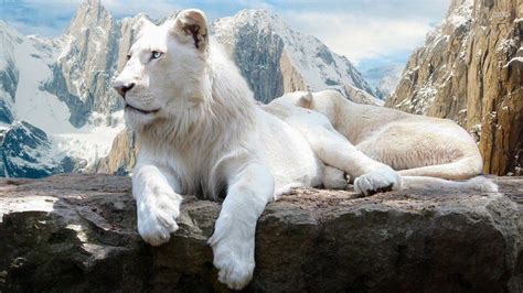 Wallpapers HD White Lion - Wallpaper Cave