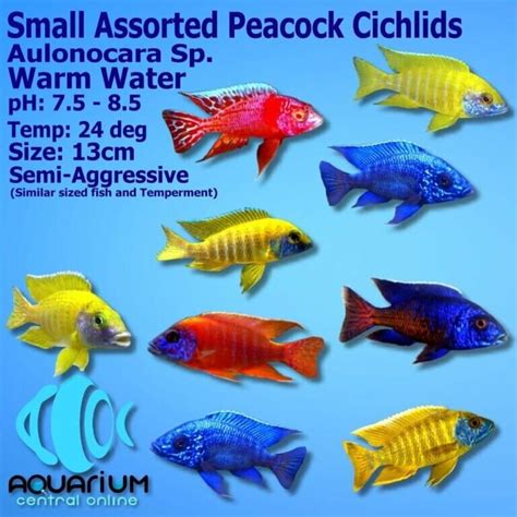 Aquarium Central -African Cichlid - Medium Assorted Peacocks/Cichlids 7-8cm - Aquarium Central